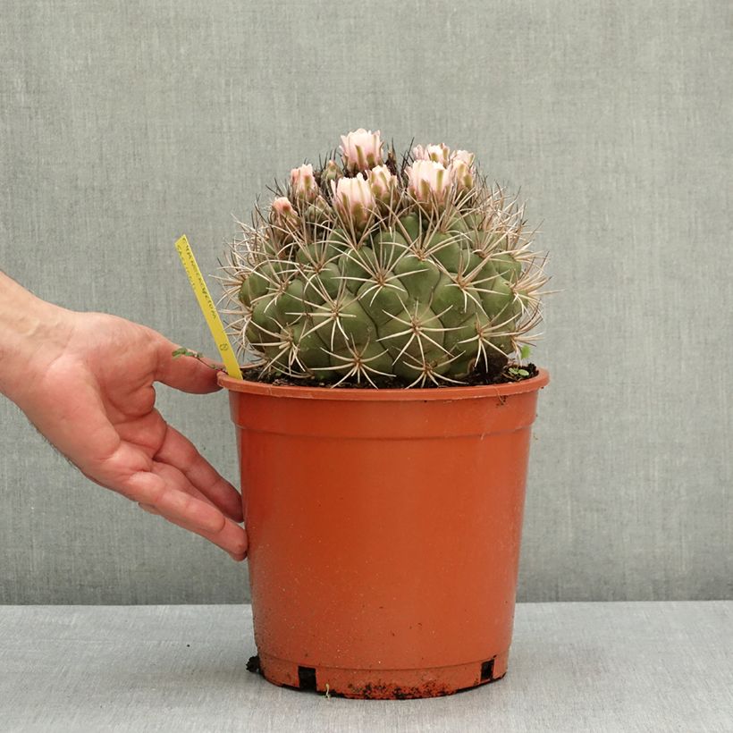 Gymnocalycium saglionis - Giant chin cactus 4L/5L pot sample as delivered in spring