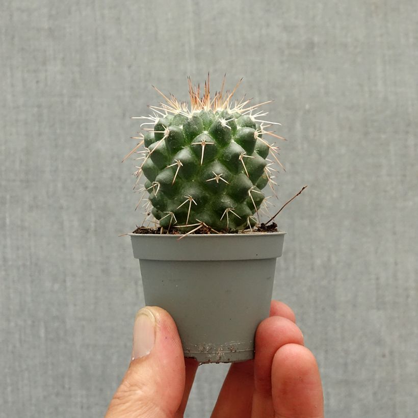 Mammillaria baxteriana - Cactus mini plant sample as delivered in spring