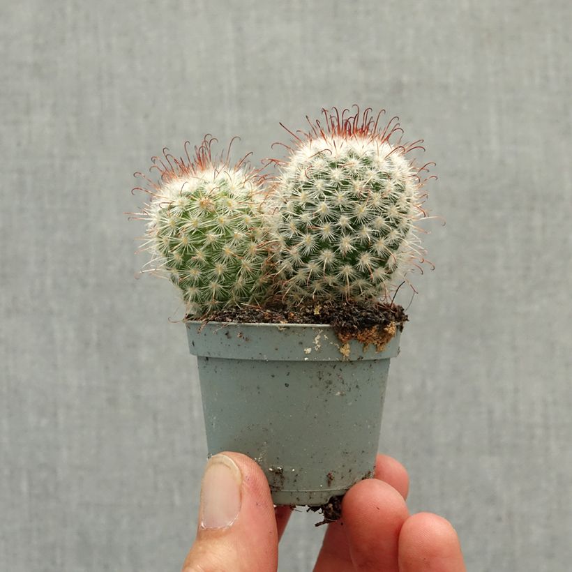 Cactus - Mammillaria bombycina mini plant sample as delivered in spring