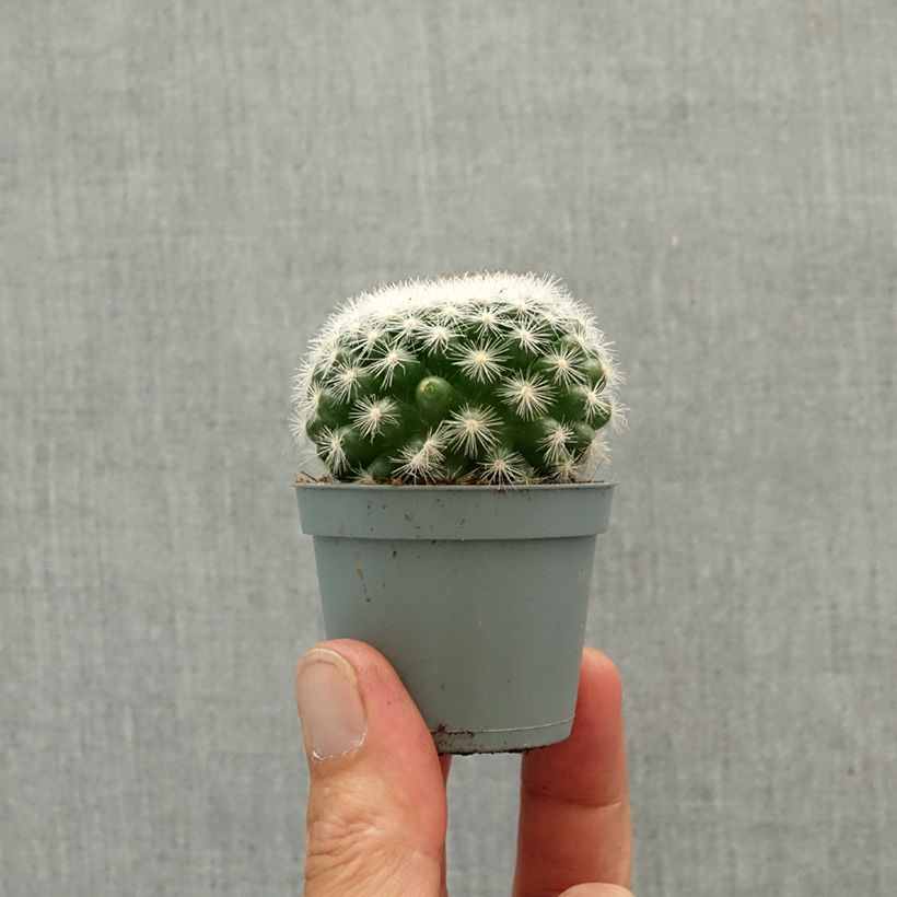 Cactus - Mammillaria candida mini plant sample as delivered in spring