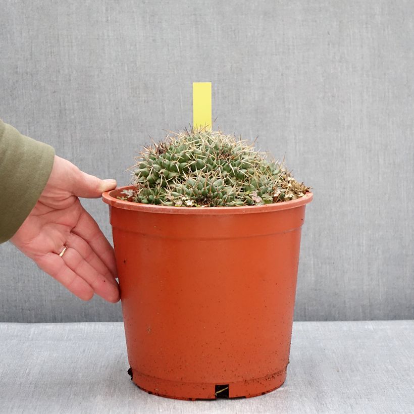 Mammillaria compressa - Mother of hundreds cactus 4L/5L pot sample as delivered in winter
