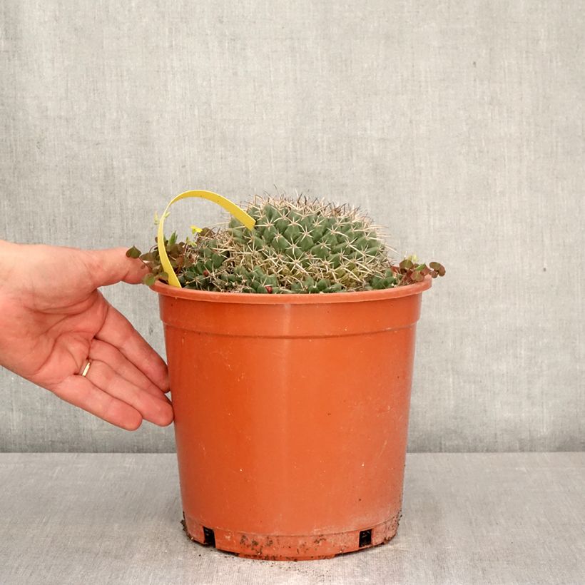 Mammillaria compressa - Mother of hundreds cactus 4L/5L pot sample as delivered in spring