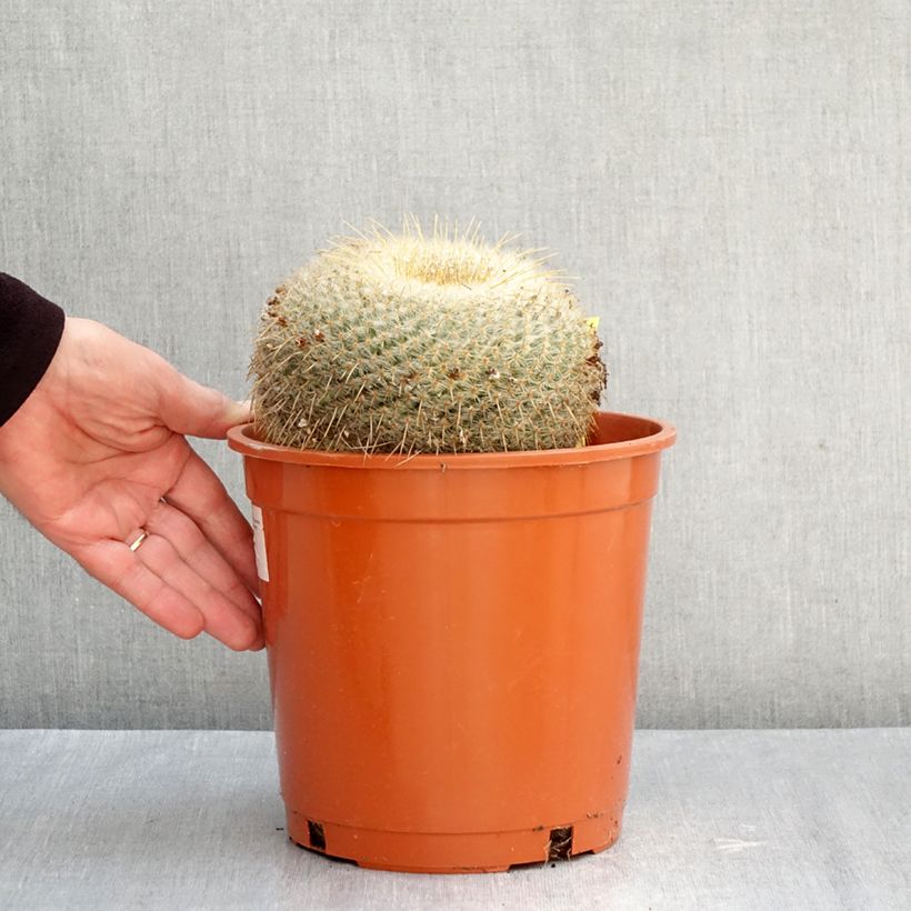 Mammillaria muehlenpfordtii - Golden pincushion cactus 4L/5L pot sample as delivered in autumn