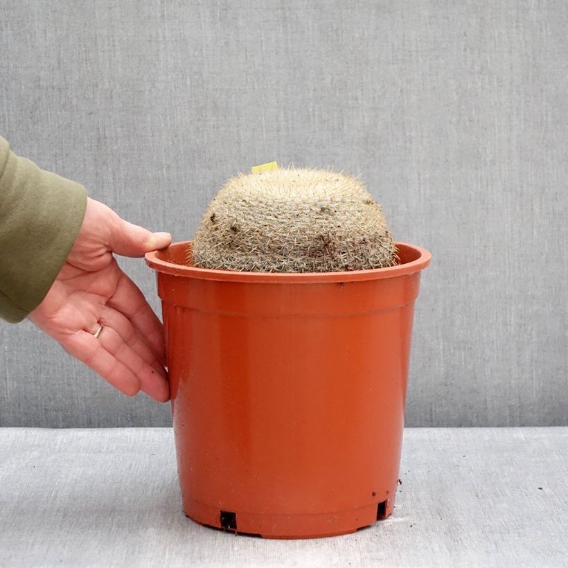 Mammillaria muehlenpfordtii - Golden pincushion cactus 4L/5L pot sample as delivered in winter