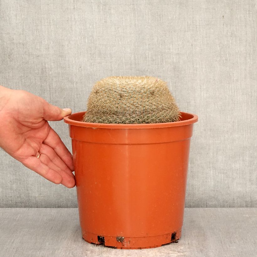 Mammillaria muehlenpfordtii - Golden pincushion cactus 4L/5L pot sample as delivered in spring