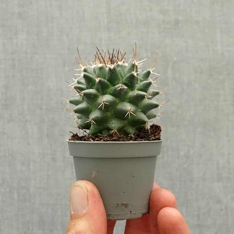 Mammillaria nejapensis Silver Arrows - Cactus mini plant sample as delivered in spring