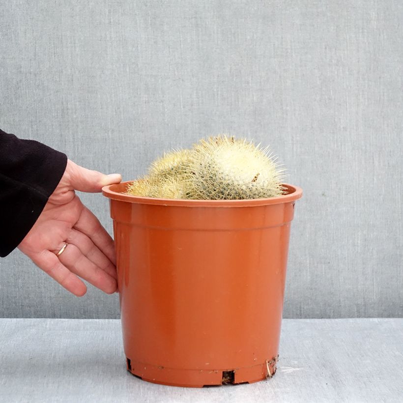 Mammillaria rhodantha subsp. pringlei - Rainbow pincushion 4L/5L pot sample as delivered in autumn