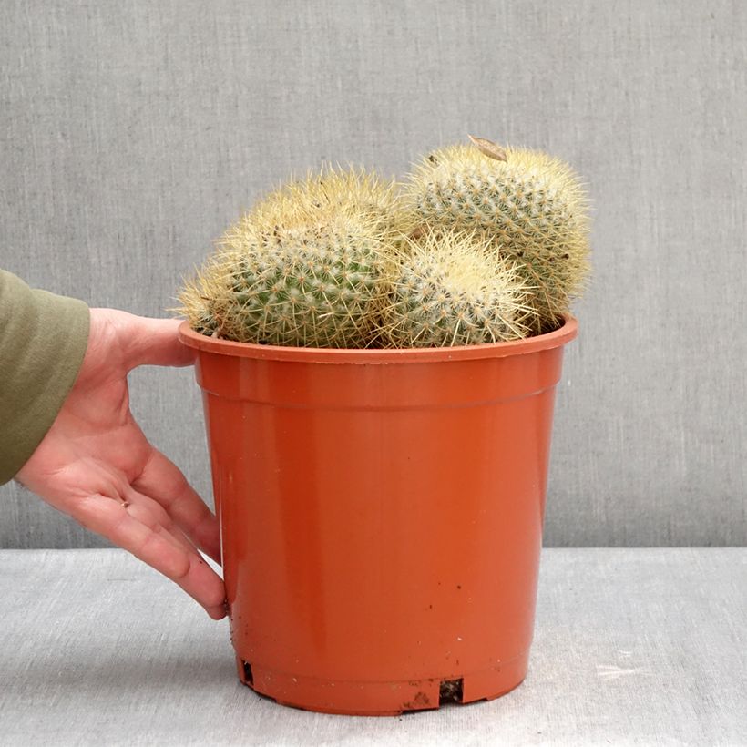 Mammillaria rhodantha subsp. pringlei - Rainbow pincushion 4L/5L pot sample as delivered in winter
