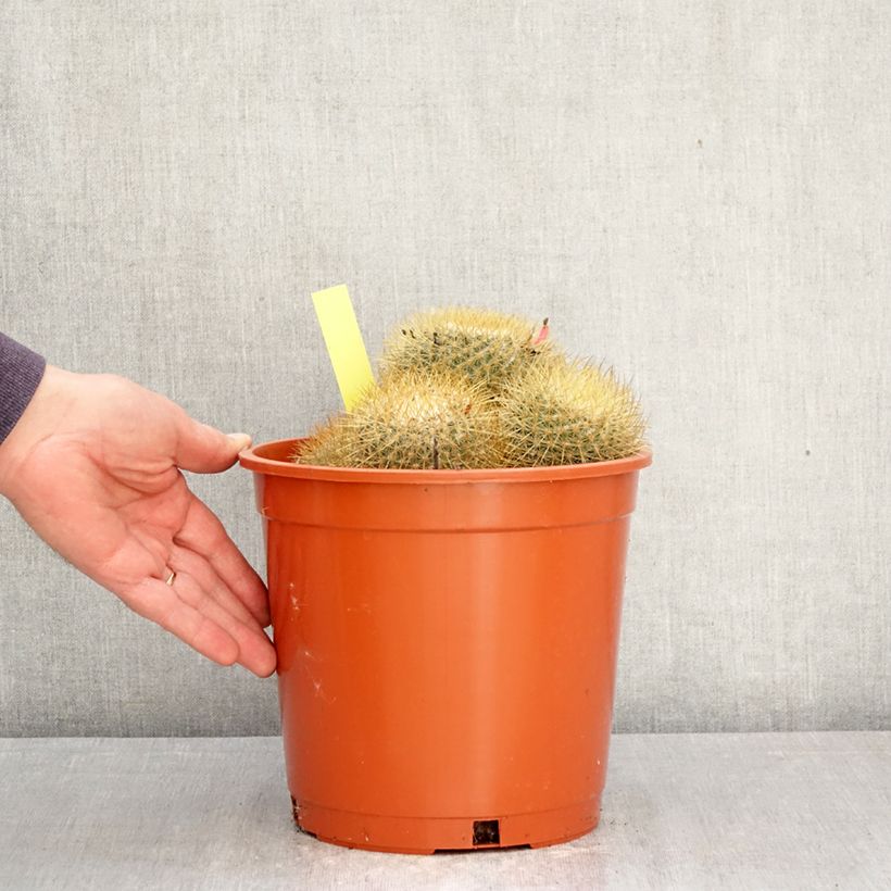 Mammillaria rhodantha subsp. pringlei - Rainbow pincushion 4L/5L pot sample as delivered in spring