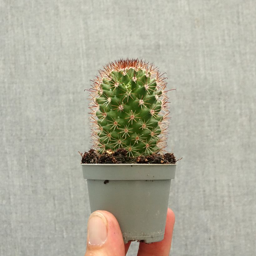 Cactus - Mammillaria ruestii mini plant sample as delivered in spring