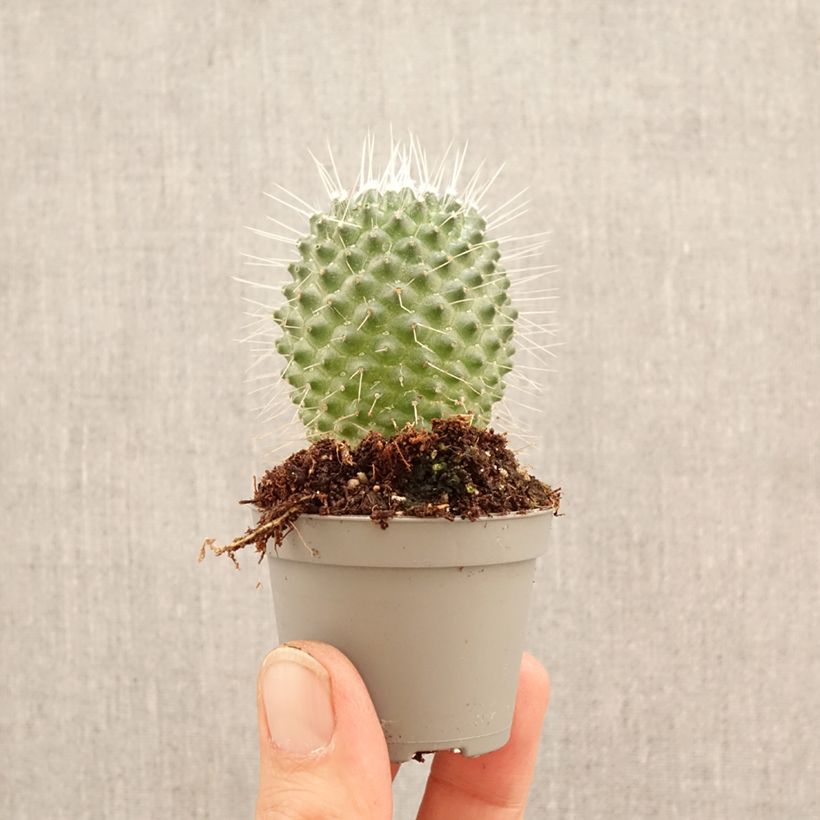 Mammillaria spinosissima Un Pico - Cactus mini plant sample as delivered in spring