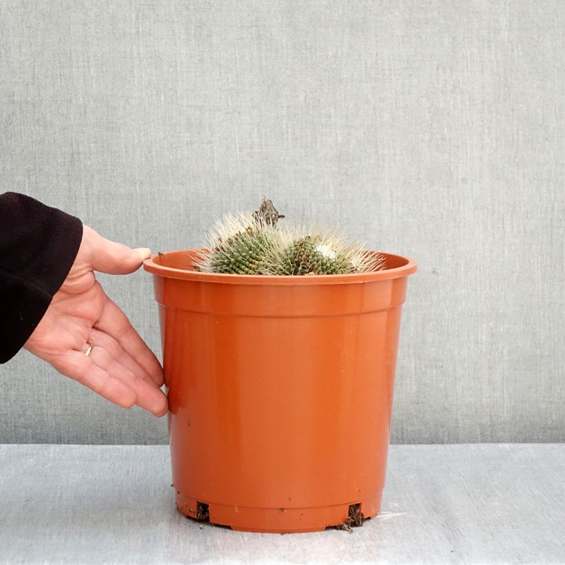 Mammillaria spinosissima Un Pico - Cactus 4L/5L pot sample as delivered in autumn