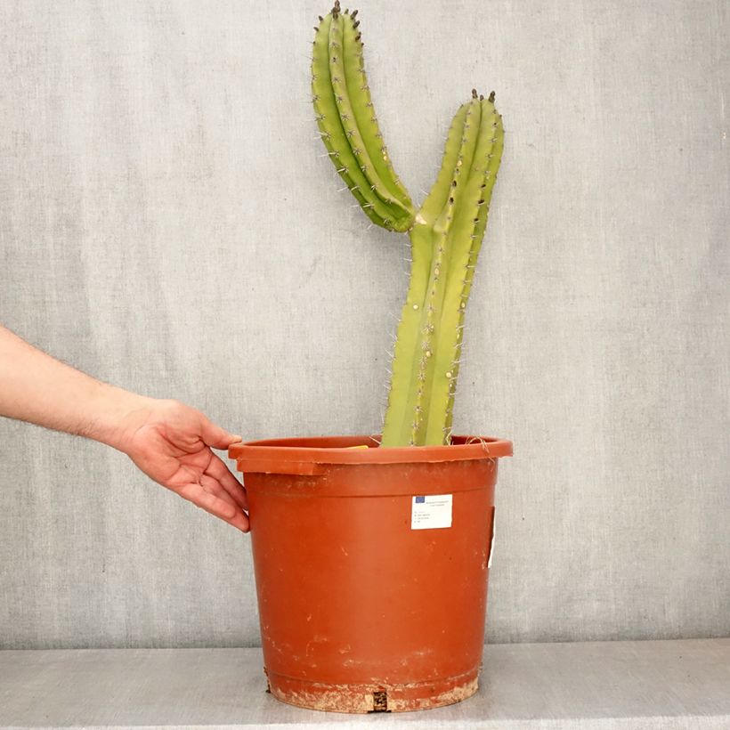 Polaskia chende - Cactus 7.5L/10L pot sample as delivered in spring