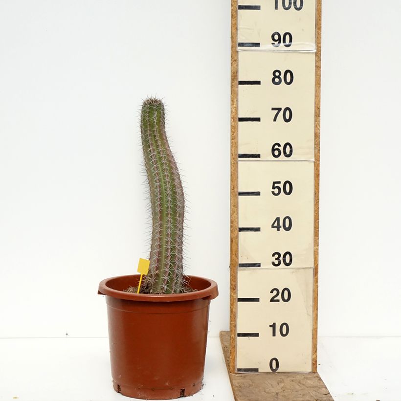 Stenocereus griseus - Cactus  7.5L/10L pot sample as delivered in spring