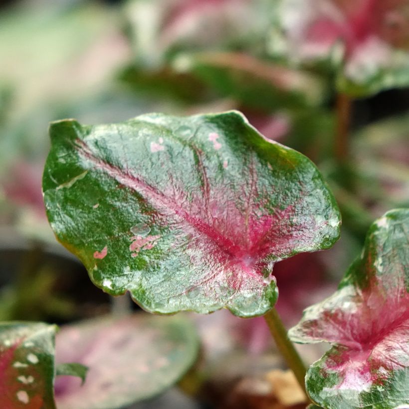 Caladium Casey - Elephant ear (Foliage)