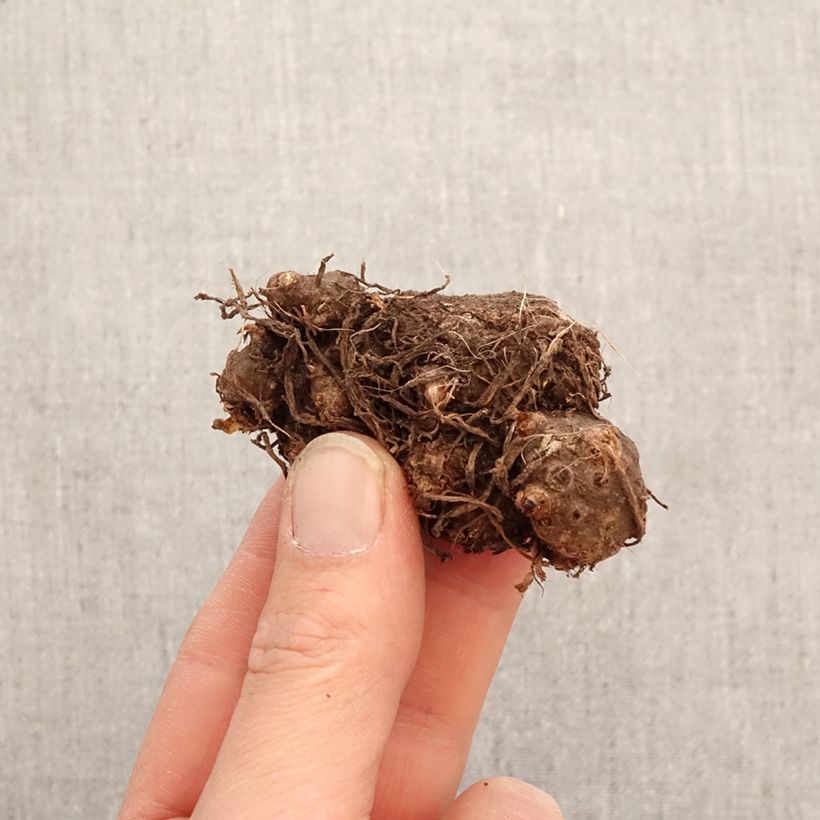 Caladium Cherry Blossom Bulb size I sample as delivered in spring