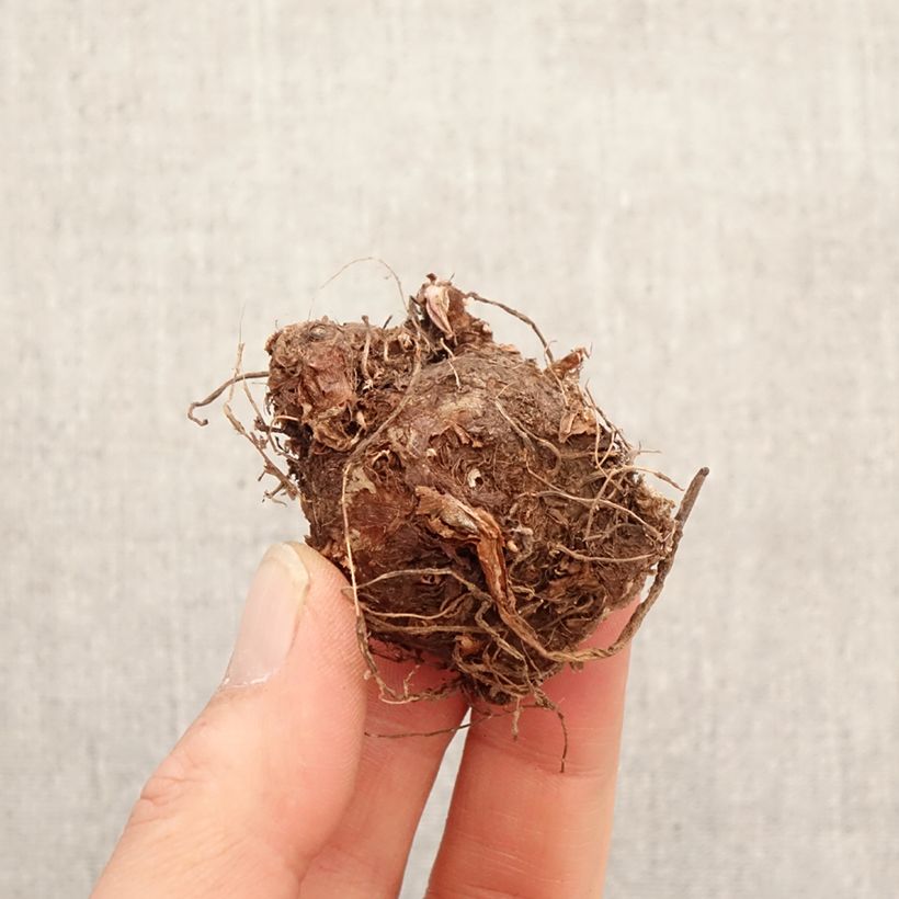 Caladium Fiesta Bulb size I sample as delivered in spring