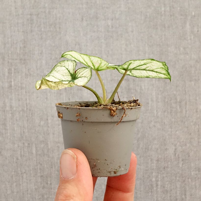 Caladium Kelly - Elephant ear mini plant sample as delivered in spring