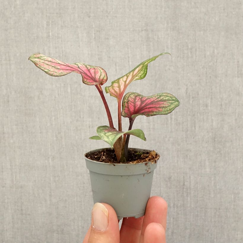 Caladium Lucia - Elephant ear Mini-plante sample as delivered in autumn
