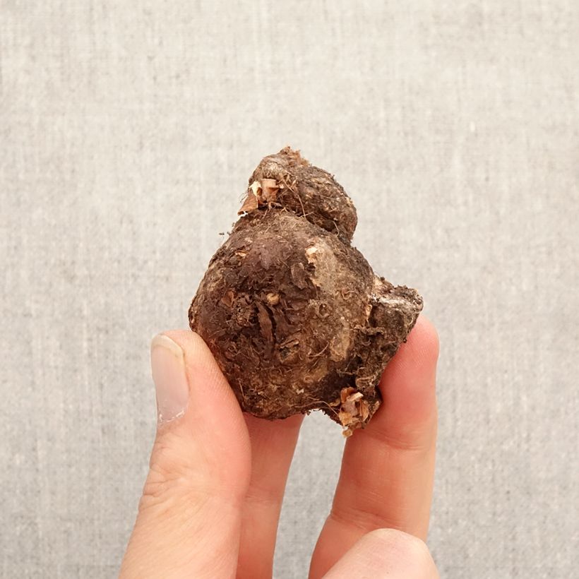 Caladium Mint Julep Bulb size I sample as delivered in spring