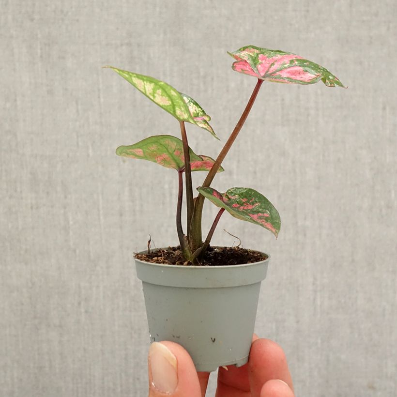 Caladium Purple Light - Elephant ear Mini-plante sample as delivered in autumn