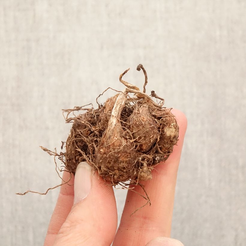 Caladium Strawberry Star Bulb size I sample as delivered in spring