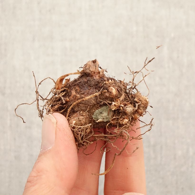 Caladium Tapestry Bulb size I sample as delivered in spring