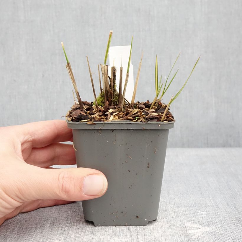 Calamagrostis acutiflora Eldorado - Feather Reed Grass 8/9 cm pot sample as delivered in winter