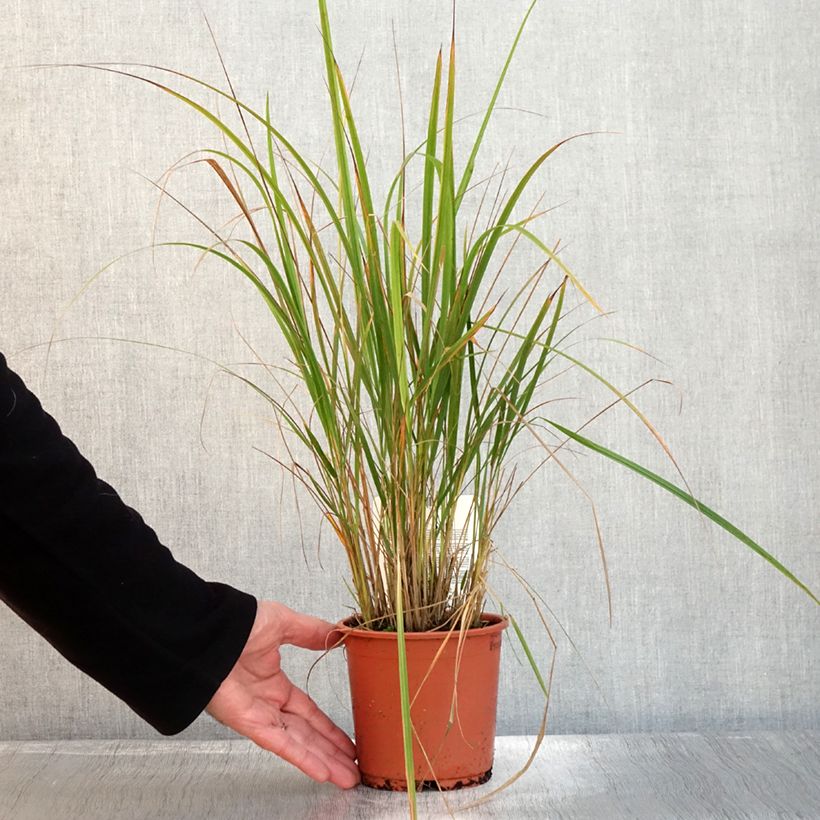 Calamagrostis brachytricha - Feather Reed Grass 1L/1.5L pot sample as delivered in autumn