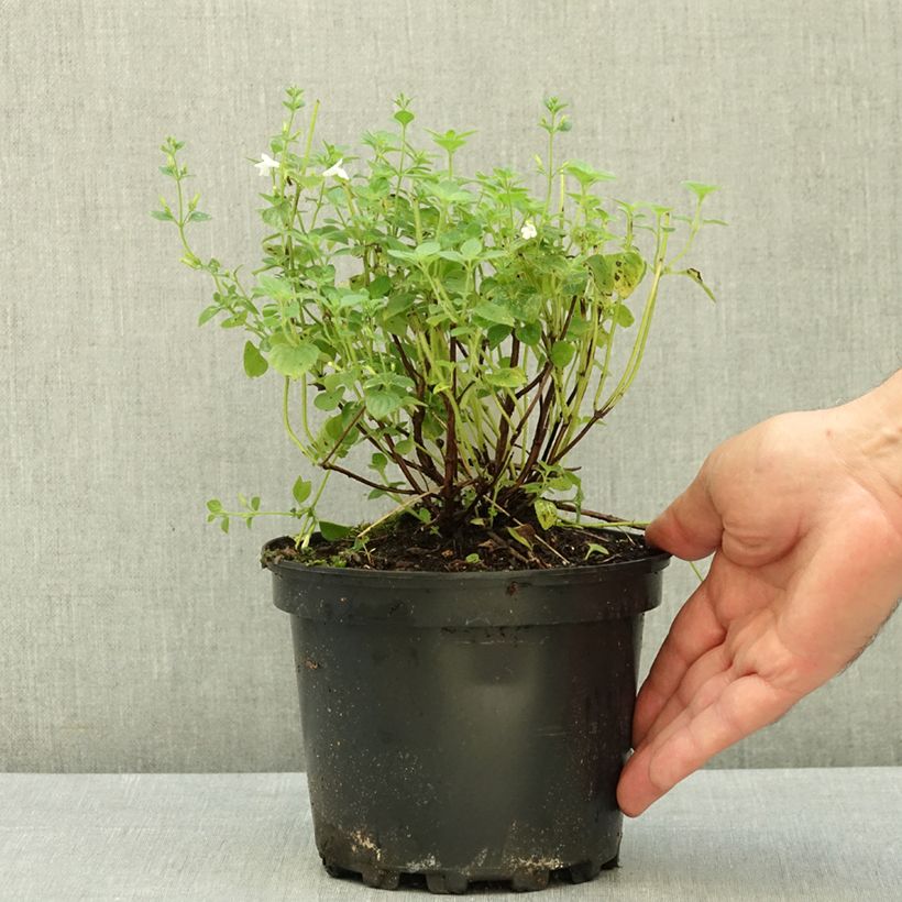 Calamintha sylvatica Menthe - Calamint 2L/3L pot sample as delivered in summer