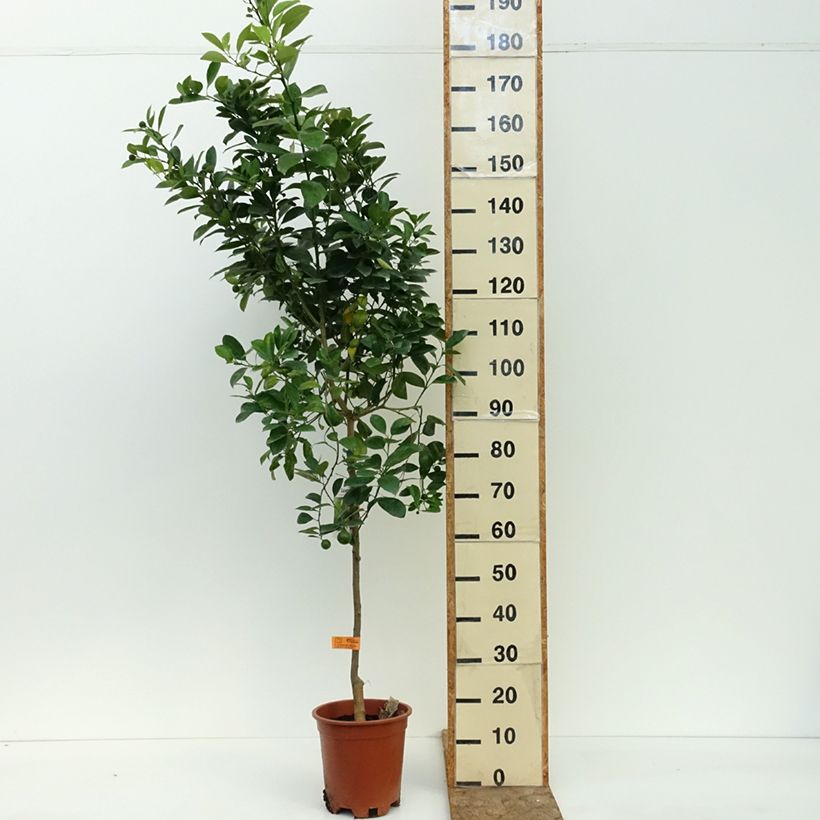 Calamondin - Citrus madurensis 3L/4L pot, Clump sample as delivered in summer