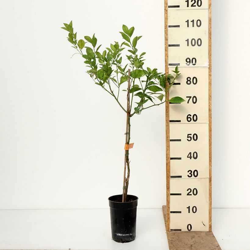 Calamondin - Citrus madurensis 3L/4L pot, Clump sample as delivered in winter