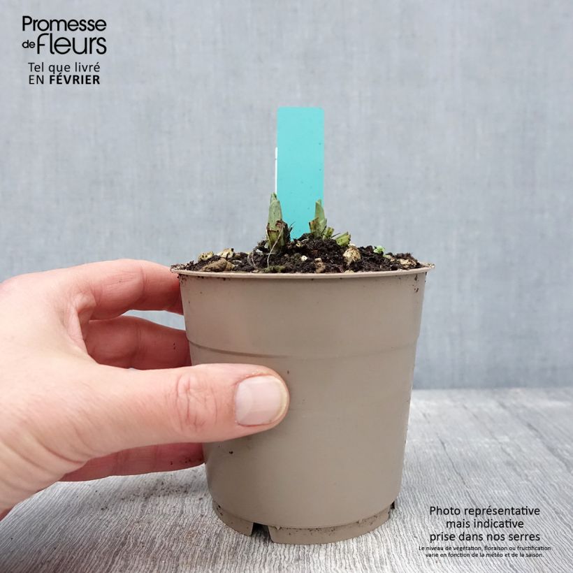 Calanthe Arizona Dream - Garden orchid 1L/1.5L pot sample as delivered in winter