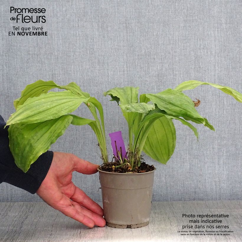 Calanthe Pink & Cream - Garden orchid 1.5L/2L pot sample as delivered in autumn