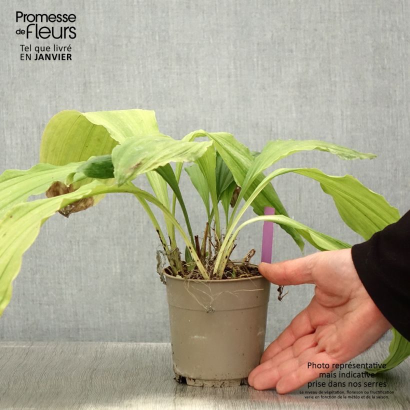 Calanthe Pink & Cream - Garden orchid 1.5L/2L pot sample as delivered in winter