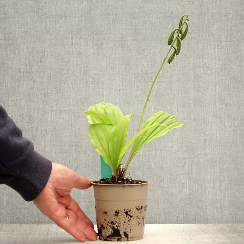 Calanthe discolor Takane - Christmas Orchid 1L/1.5L pot sample as delivered in summer