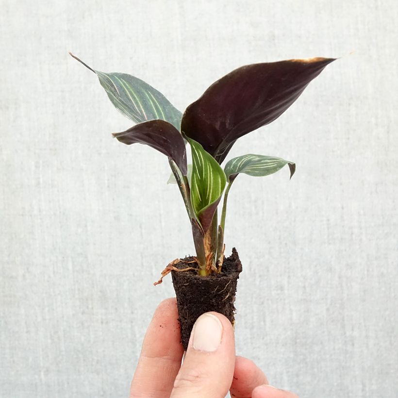 Calathea ornata Beauty Star - Peacock plant Mini-plante sample as delivered in autumn