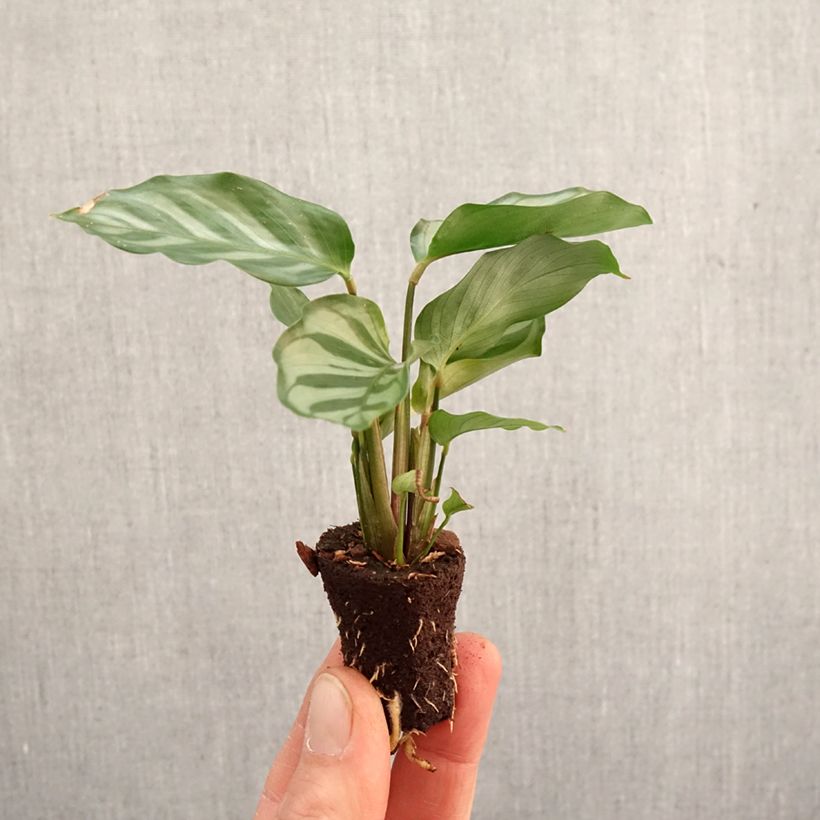 Calathea concinna Freddie Mini-plante sample as delivered in spring