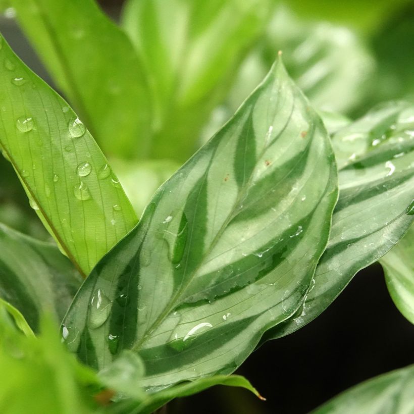 Calathea concinna Freddie (Foliage)