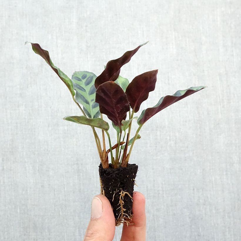 Calathea insignis - Rattlesnake plant Mini-plante sample as delivered in autumn