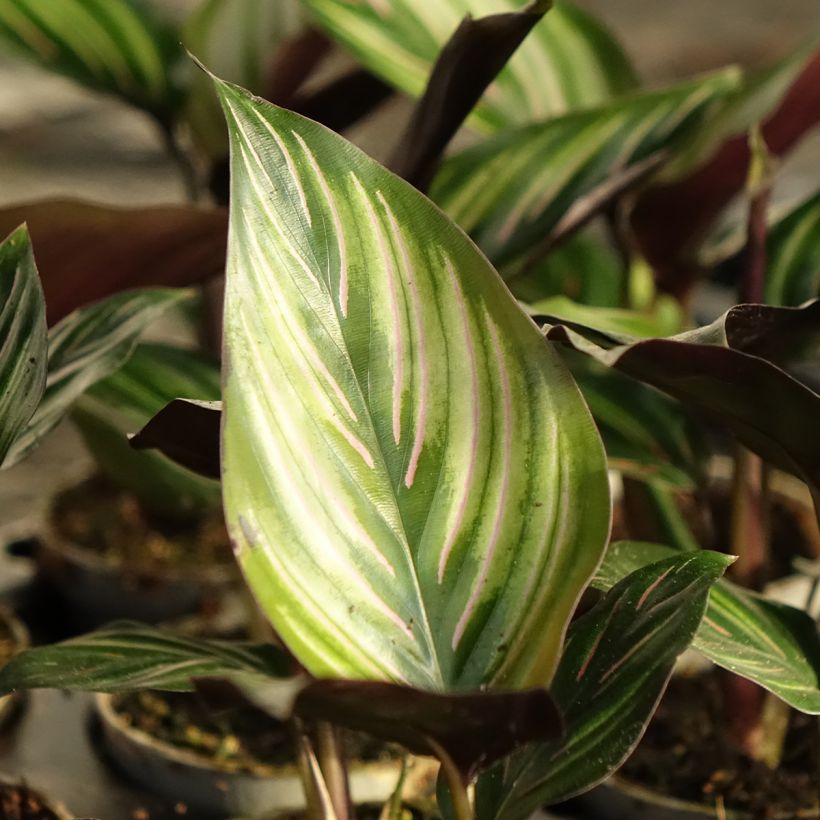 Calathea ornata 'Meili' - Plante paon, Calathéa (Foliage)