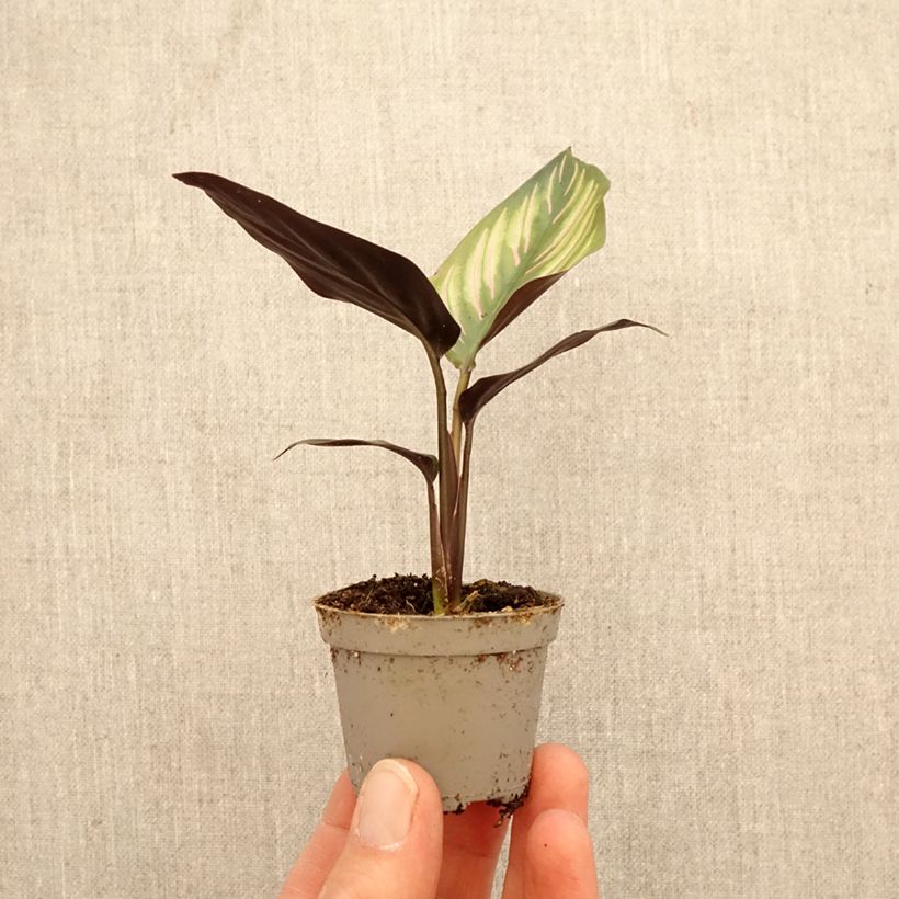 Calathea ornata 'Meili' - Plante paon, Calathéa mini plant sample as delivered in spring