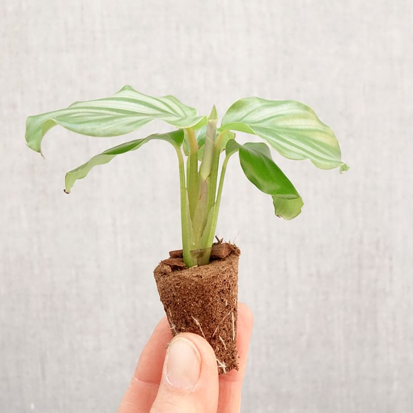 Calathea orbifolia - Peacock plant Mini-plante sample as delivered in spring