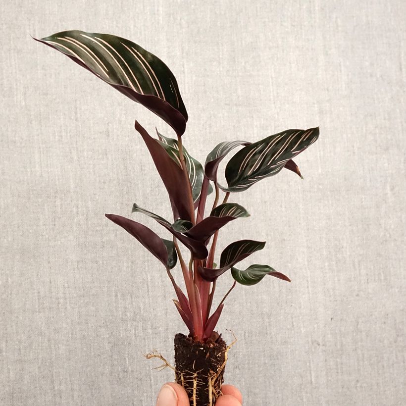 Calathea ornata - Pinstripe Calathea Mini-plante sample as delivered in spring