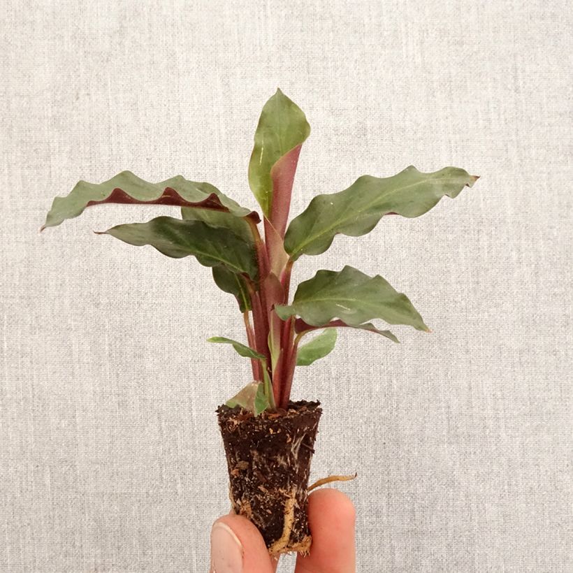 Calathea rufibarba  - Calathéa à poils roux, Calathea velours Mini-plante sample as delivered in spring