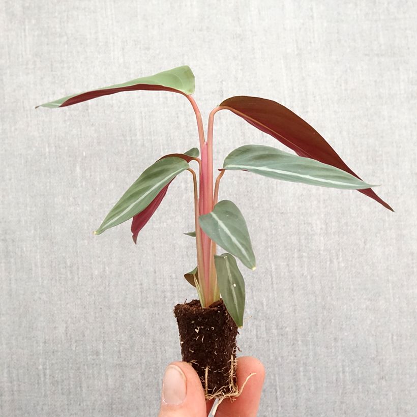 Calathea sanguinea - Stromanthe sanguinea Mini-plante sample as delivered in spring