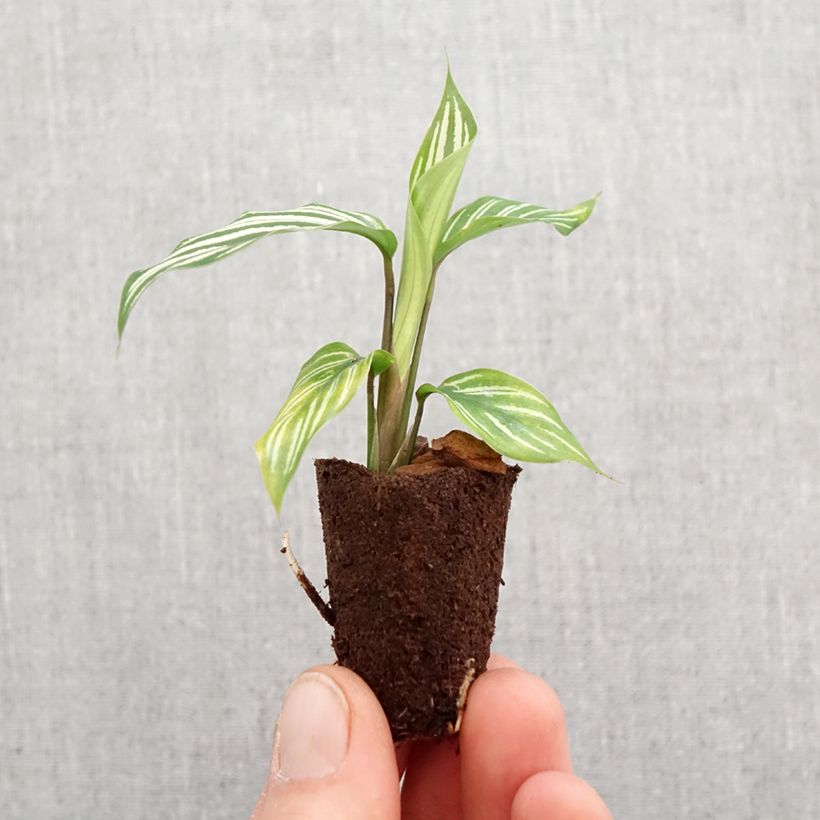 Calathea vittata Mini-plante sample as delivered in spring