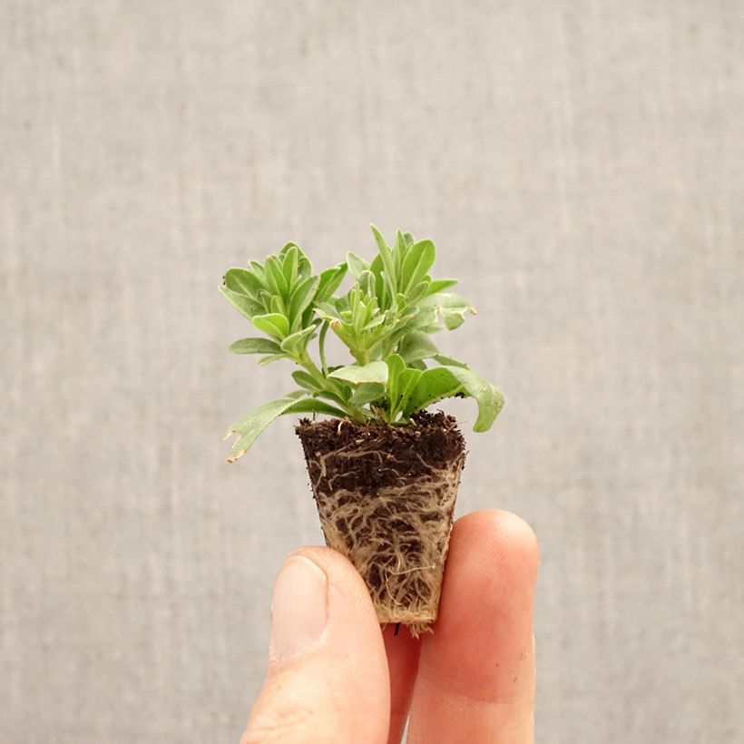 Calibrachoa parviflora Diva Cherry - Mini petunia Cabaret Special Diva Cherry Plug plant 3/4cm sample as delivered in spring