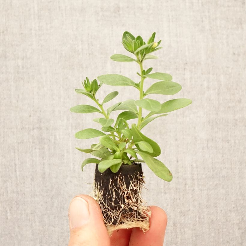 Calibrachoa Lia Spark Pink Plug plant 3/4cm sample as delivered in spring