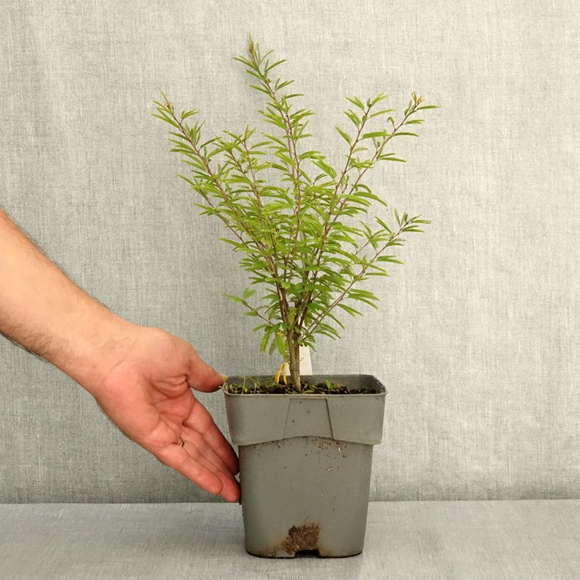 Calliandra surinamensis Dixie Pink 2L/3L pot sample as delivered in summer